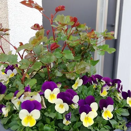 アパート Urbajs *